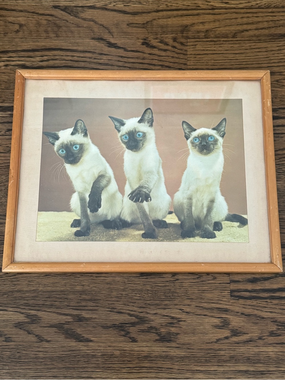 Vintage Framed Siamese Cat Photo Print